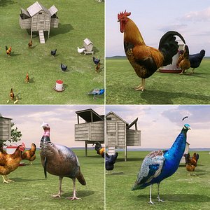 Chicken Coop And Chickens