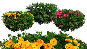 Realistic Chaenomeles speciosa 3D Model 3D model