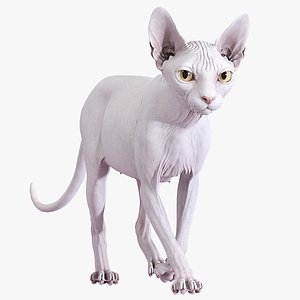 Sphynx Cat White Animated 3D