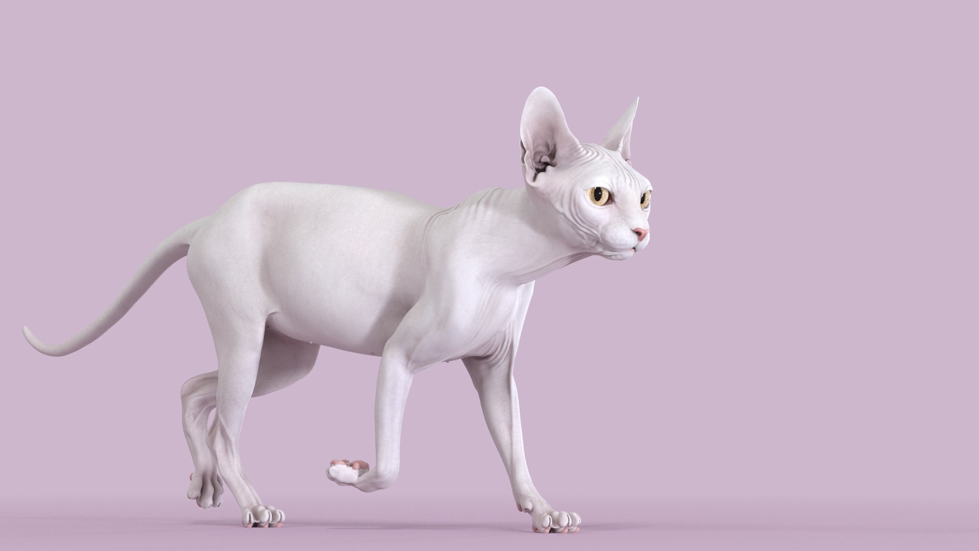 スフィンクス猫白アニメーション3Dモデル - TurboSquid 1715854