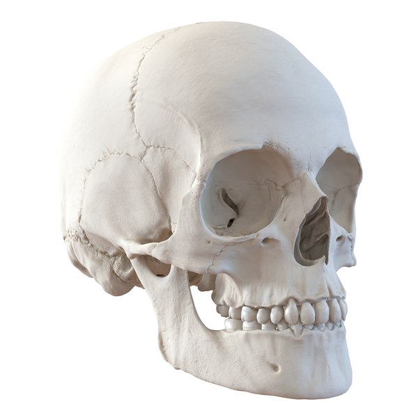 Revell 　レベル　human skull 人間の頭蓋骨模型キット 未組立 Revell レベル human skull 人間の頭蓋骨模型キット 未組立