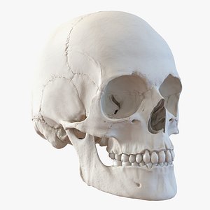 Female Human Skull