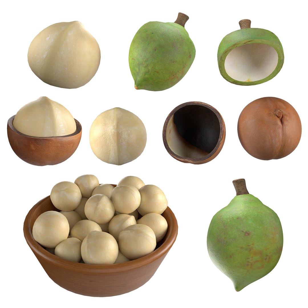Macadamia Nut Collection 3D Model - TurboSquid 2408165