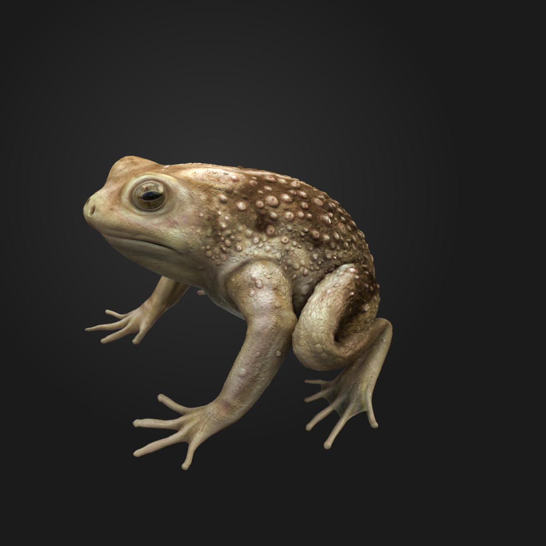 Rigged Frog Animation 3d Max