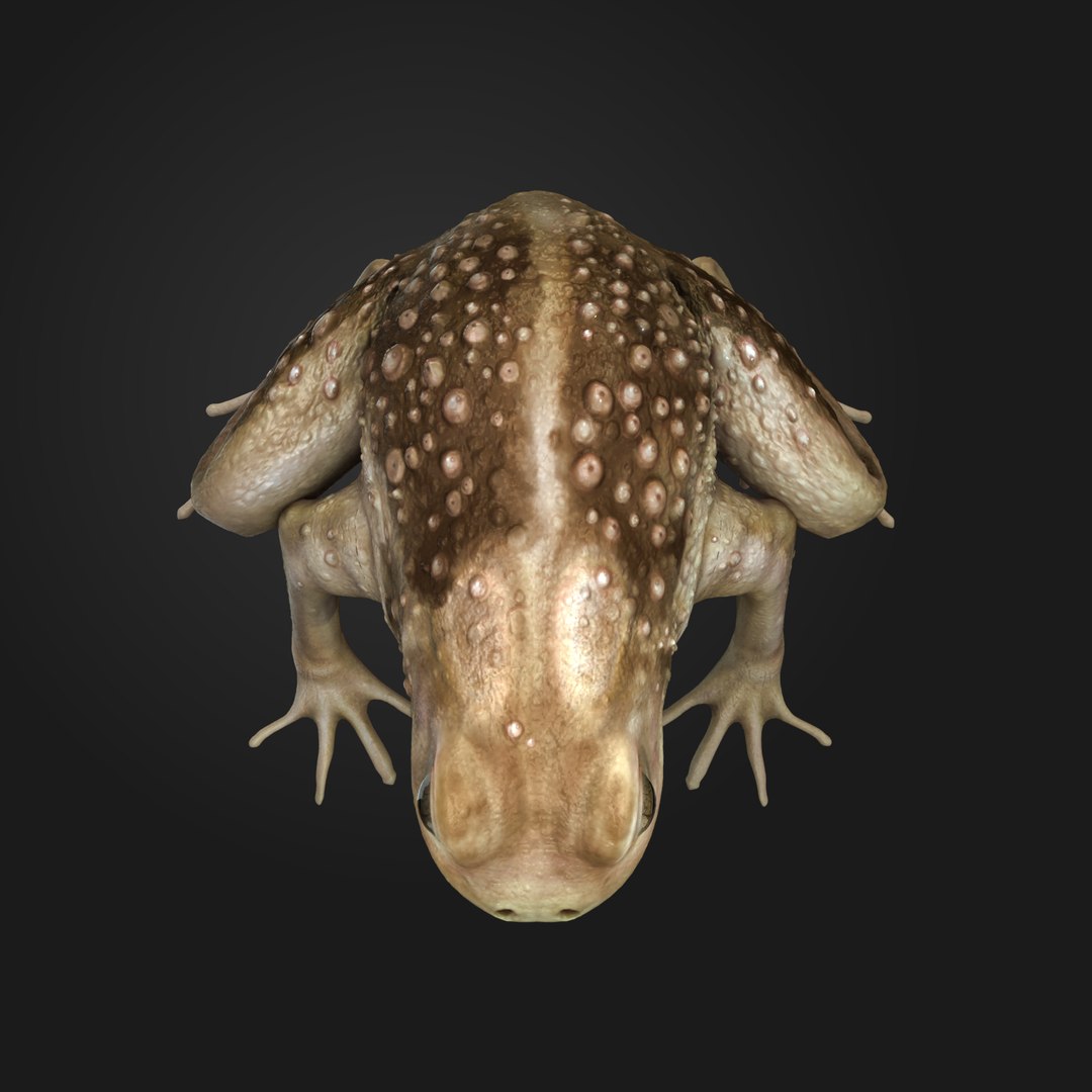 Rigged Frog Animation 3d Max