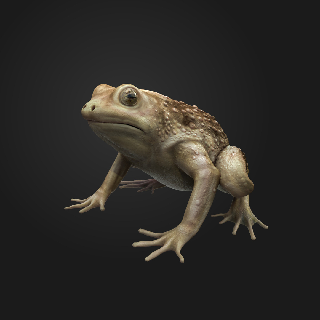 Rigged Frog Animation 3d Max