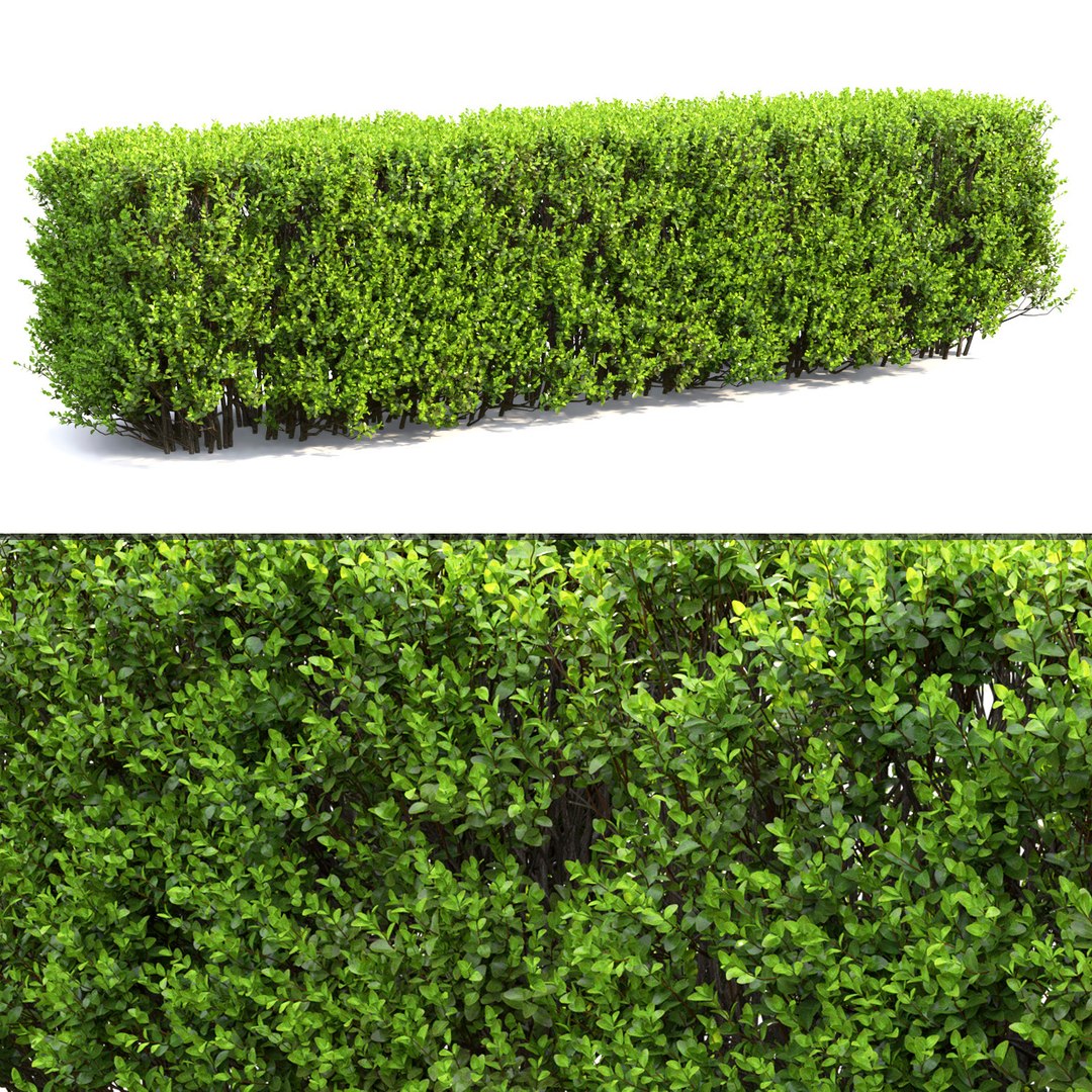 3D Model Hedge Bush - TurboSquid 1527066
