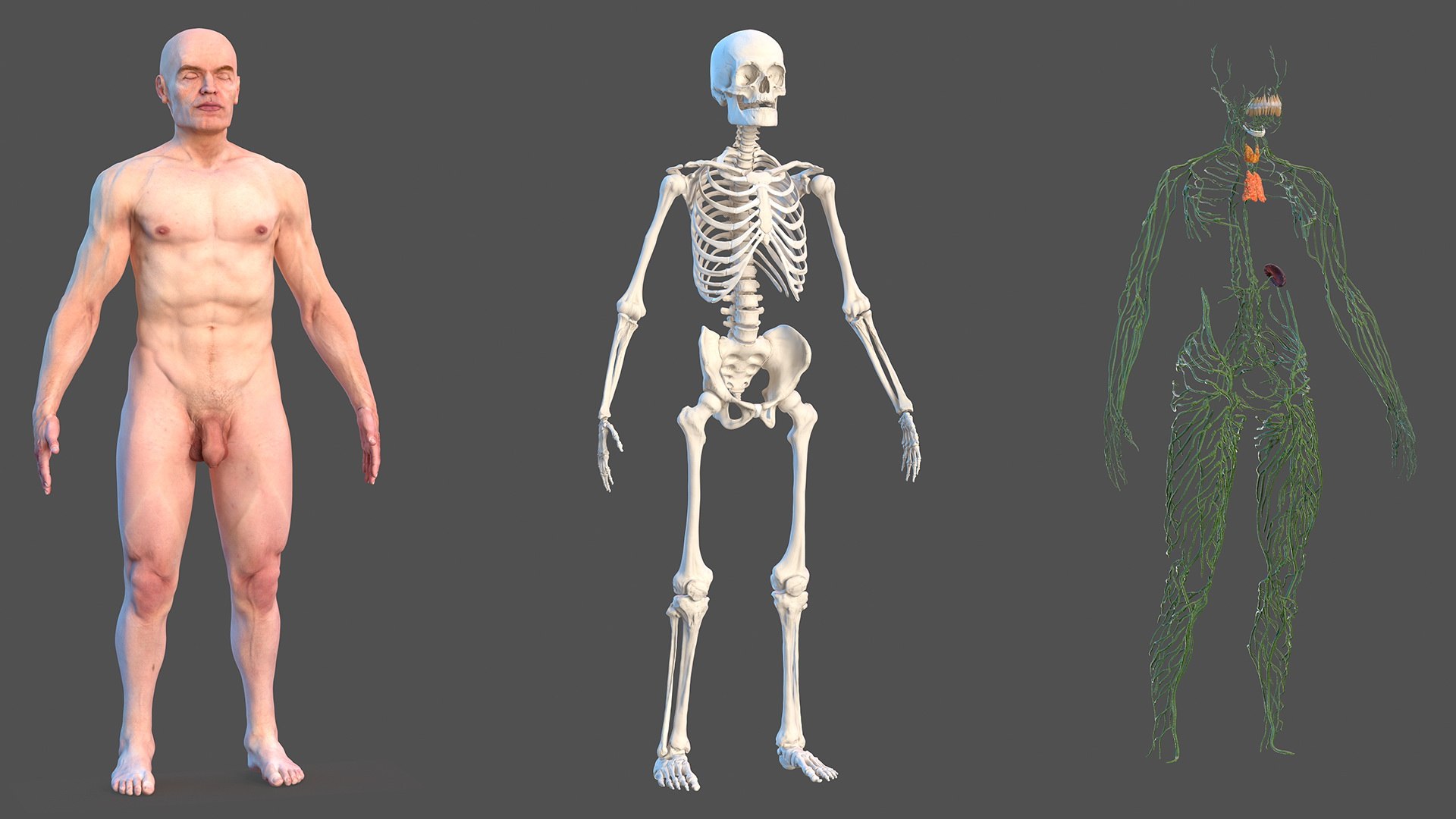 Male Skeleton Lymphatic System and Skin 3D model preview