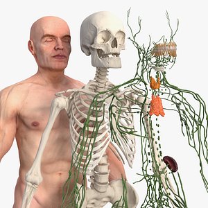 3D male skeleton lymphatic skin