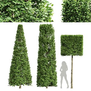 3D Carpinus Betulus Broadleaf Conical and Cigarette and Box