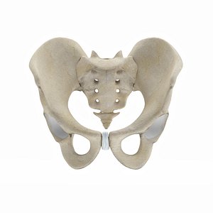 Male Pelvis