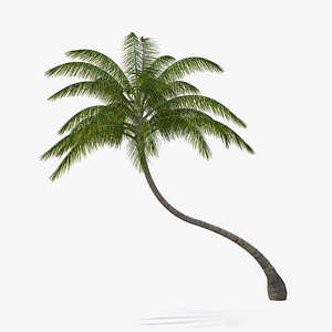 tropical palm tree plant 3D