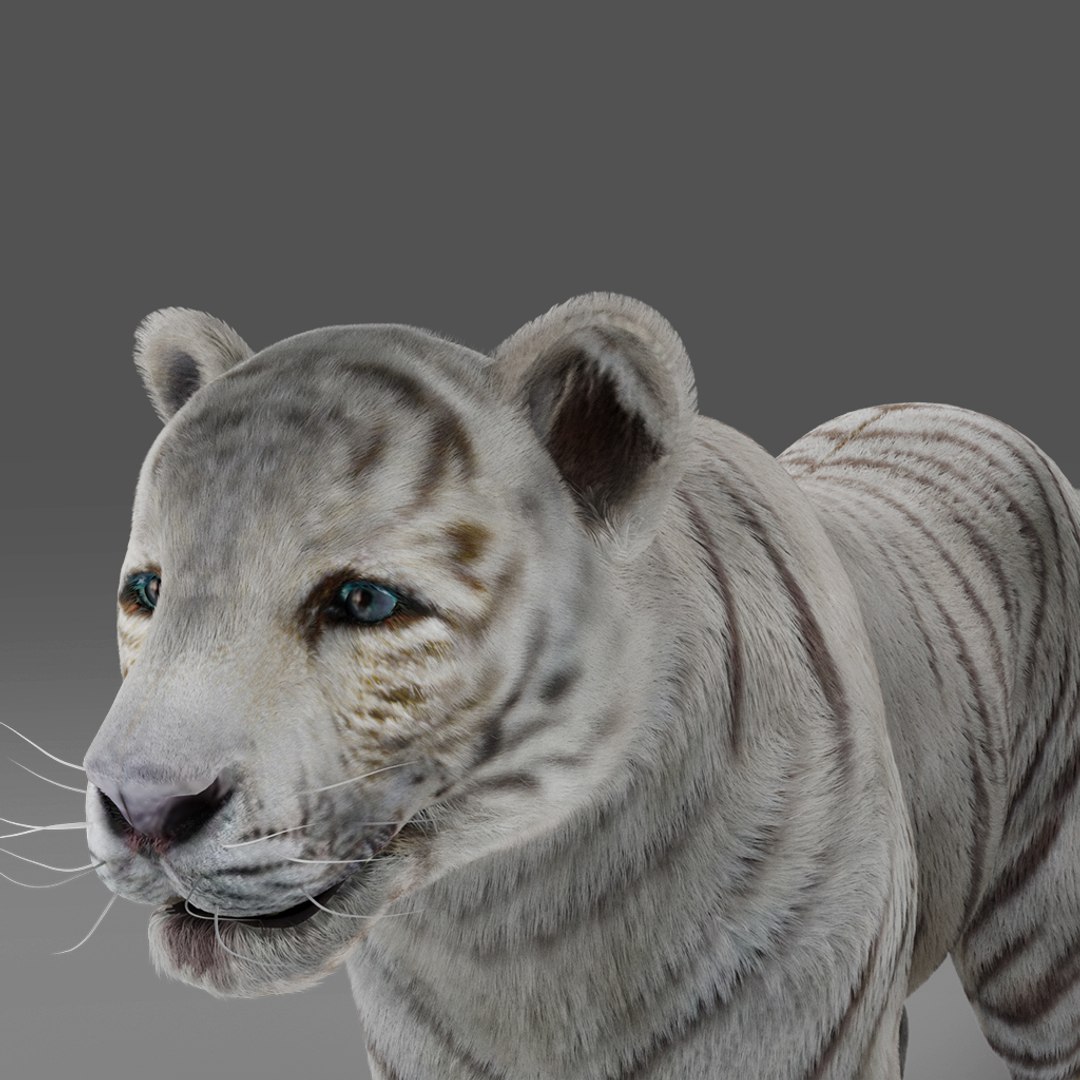 3D Fur White Tiger NO Rigged In Blender TurboSquid 2095301