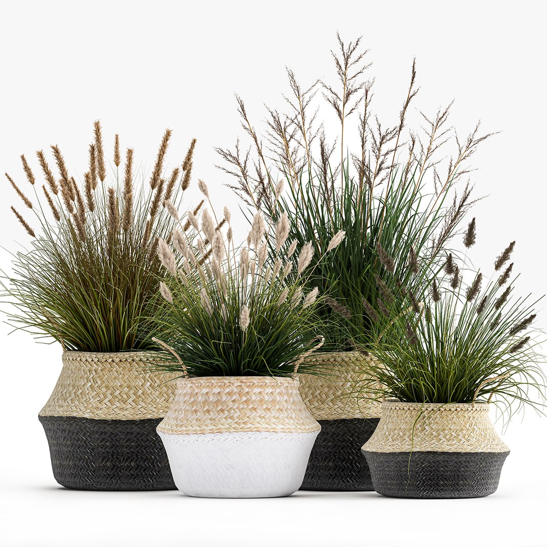 3D Ornamental Reeds Plants In Rattan Baskets 1028 Model - TurboSquid ...