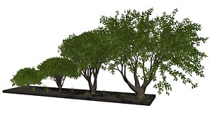 3D Trees and bushes