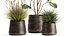 インテリア971の植木鉢の観葉植物