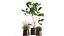 インテリア971の植木鉢の観葉植物