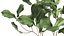 インテリア971の植木鉢の観葉植物