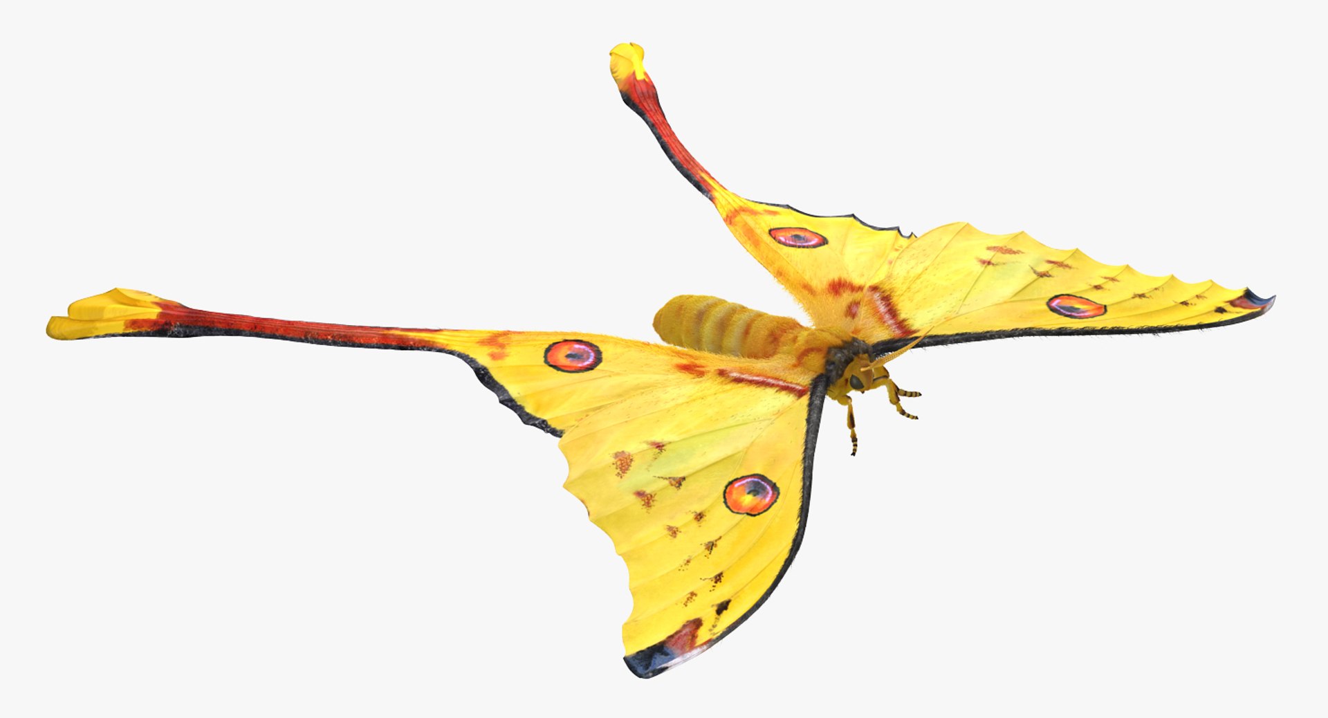 3d comet moth fur model https://p.turbosquid.com/ts-thumb/ZV/dG1U0e/9MgsJEIp/cometmothwithfur3dsmodel002/jpg/1488354637/1920x1080/fit_q87/621ee0d0a505b08cfc59af064440203e121264db/cometmothwithfur3dsmodel002.jpg