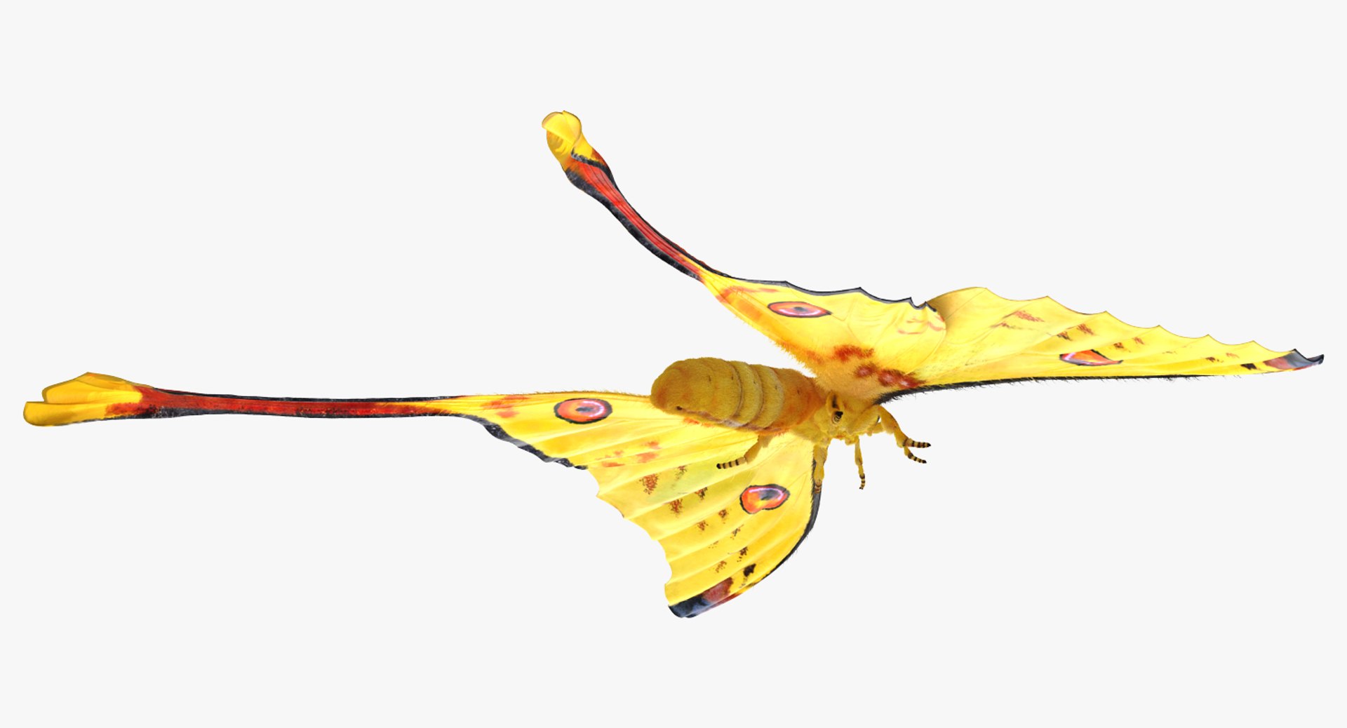 3d comet moth fur model https://p.turbosquid.com/ts-thumb/ZV/dG1U0e/OXzpvqk6/cometmothwithfur3dsmodel004/jpg/1488354637/1920x1080/fit_q87/7f866ac0303957d3f7a44be82b425a0c75e5048b/cometmothwithfur3dsmodel004.jpg