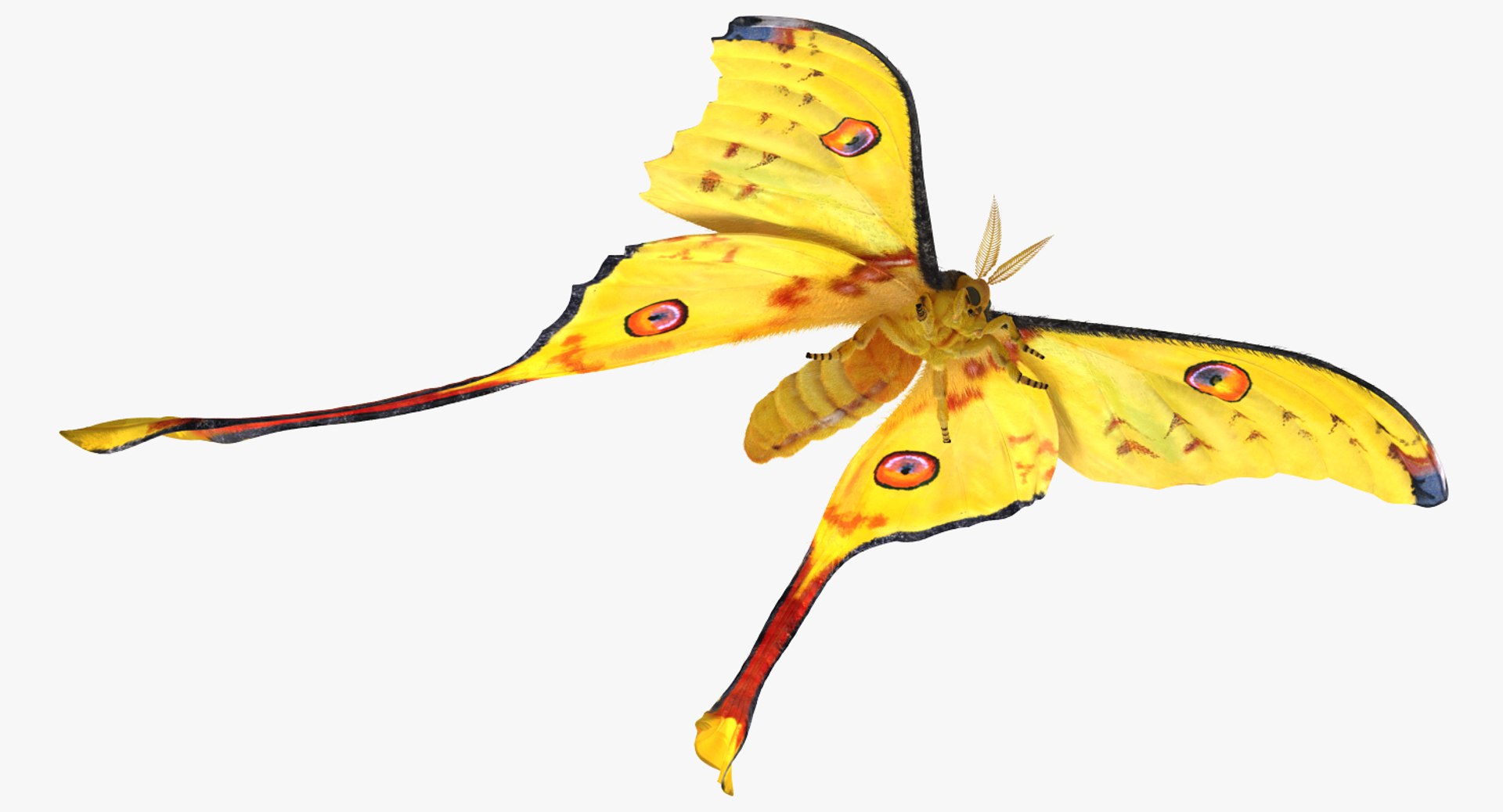 3d comet moth fur model https://p.turbosquid.com/ts-thumb/ZV/dG1U0e/ZCD1Z0IZ/cometmothwithfur3dsmodel003/jpg/1488354637/1920x1080/fit_q87/14ecdb50ab7bb33c7a8d07e70a1da16c0aeff8e7/cometmothwithfur3dsmodel003.jpg