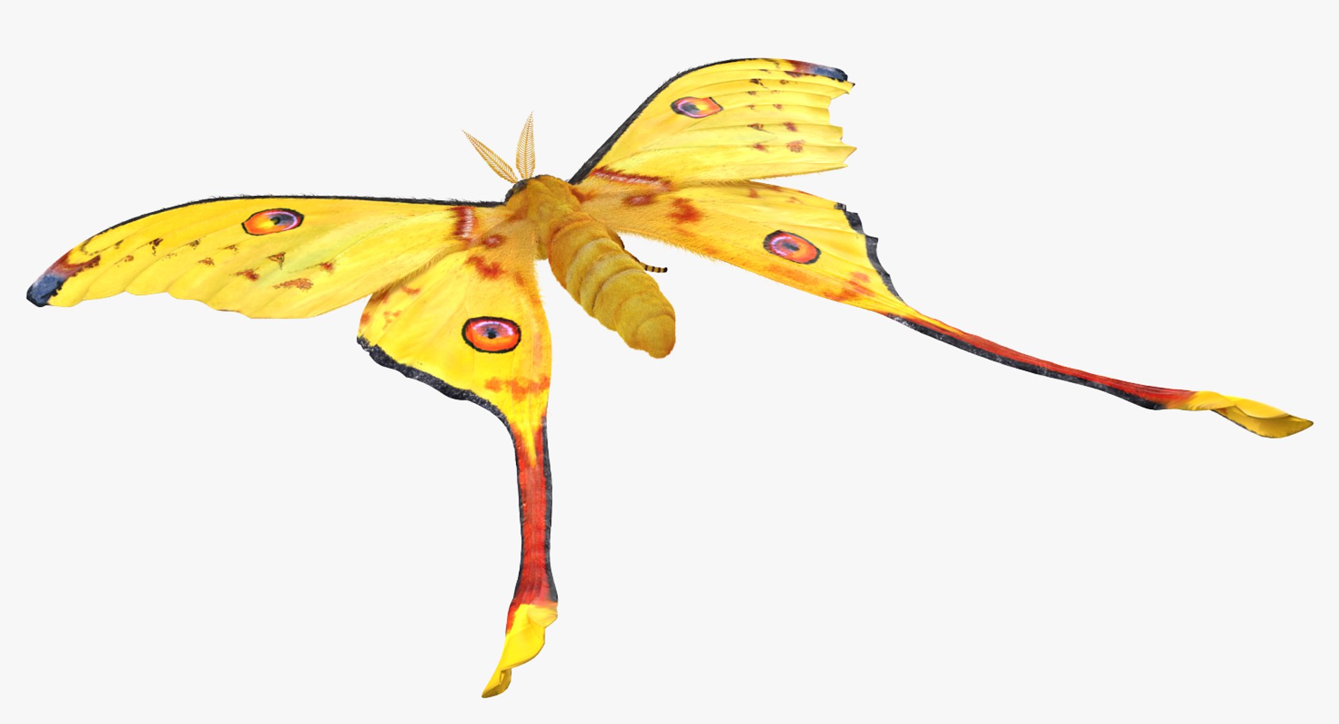 3d comet moth fur model https://p.turbosquid.com/ts-thumb/ZV/dG1U0e/nbC5v2iB/cometmothwithfur3dsmodel005/jpg/1488354637/1920x1080/fit_q87/868fbb442d07df8dffbb3958e5e301dd8c331b4e/cometmothwithfur3dsmodel005.jpg