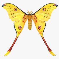 Comet Moth with Fur 3D Model