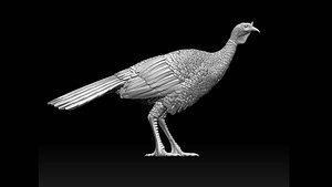 3D bird Turkey