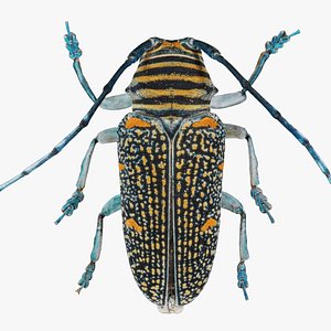 Zographus Regalis Centralis Remastered