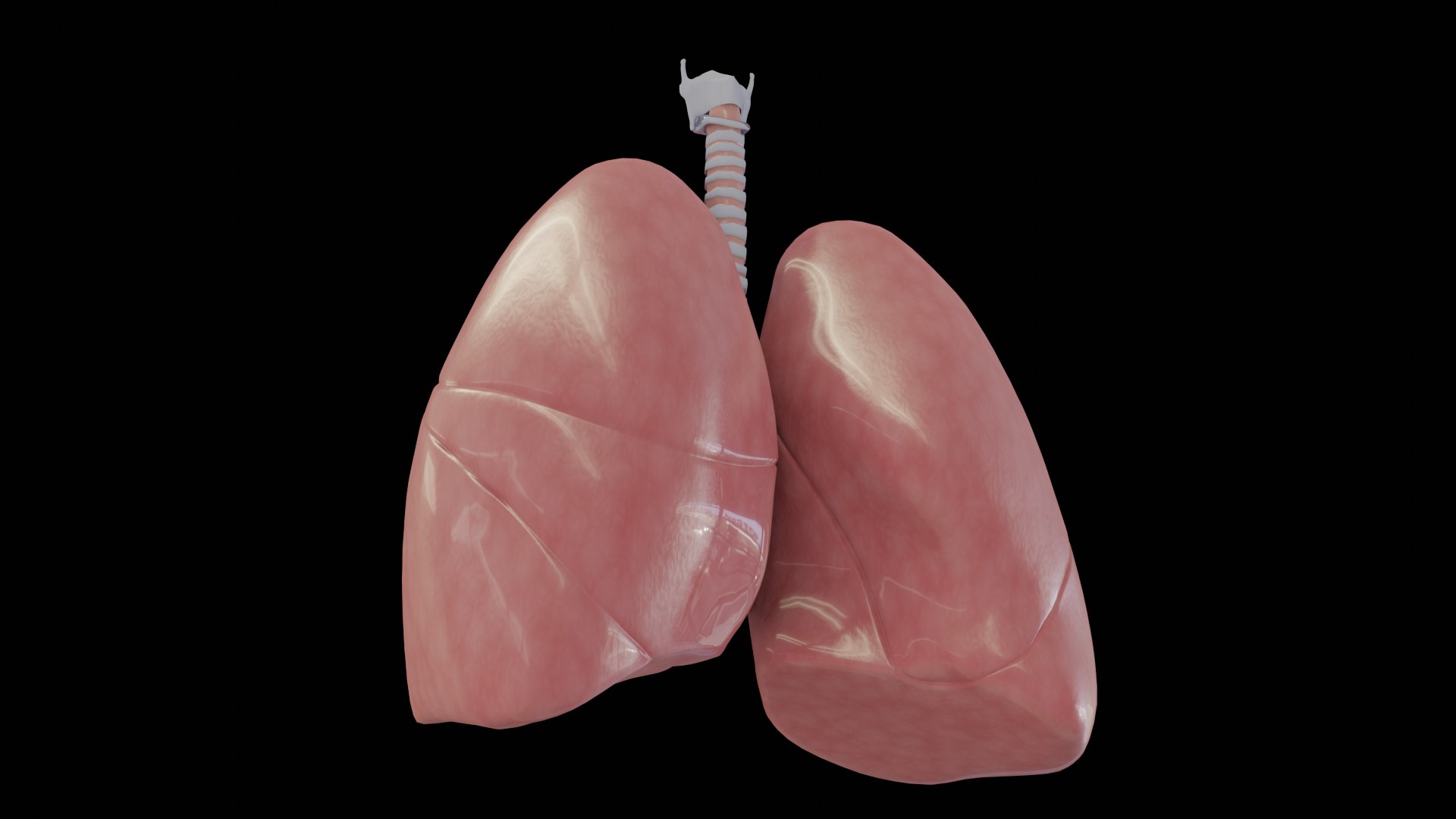 3D Human Lungs Model - TurboSquid 1444158