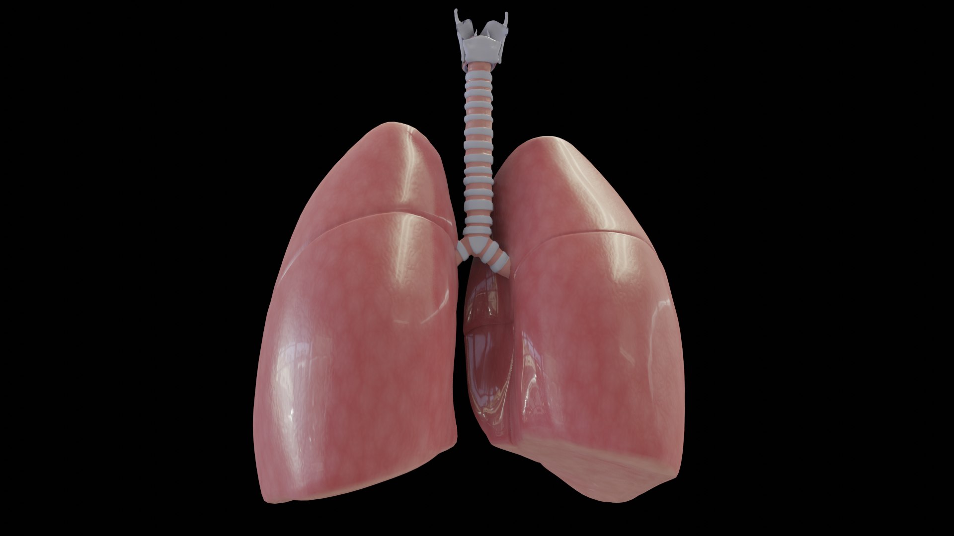 3D Human Lungs Model - TurboSquid 1444158