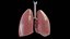 Human Lungs