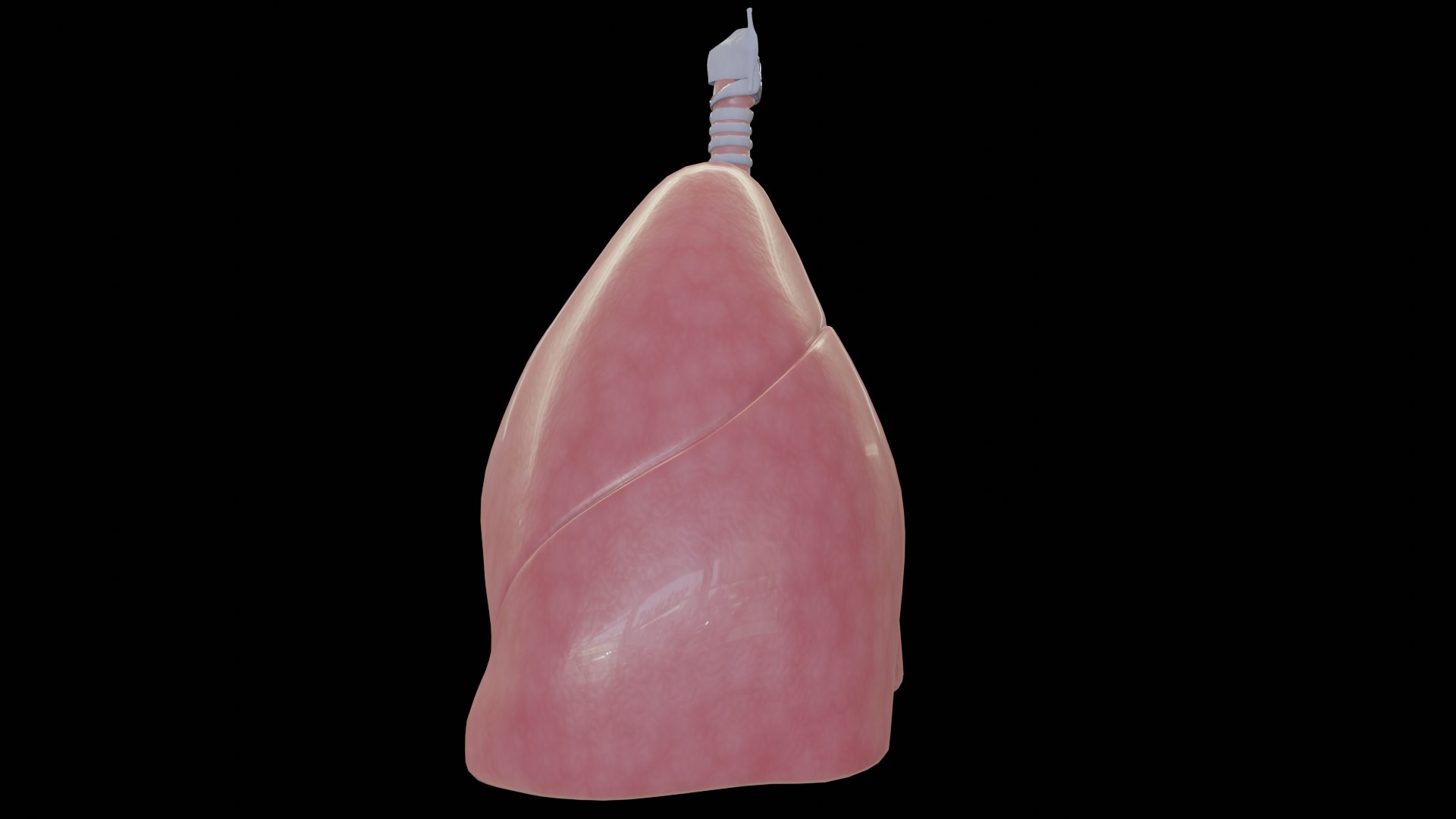 3D human lungs model https://p.turbosquid.com/ts-thumb/ZW/BNaJ1z/M0tmDALl/flanco/png/1567655685/1920x1080/fit_q87/f79b654929c7edbb3bbb08851c831ff0737bec15/flanco.jpg