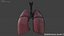 Human Lungs