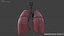 Human Lungs