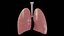 Human Lungs