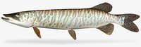 Tiger Muskie