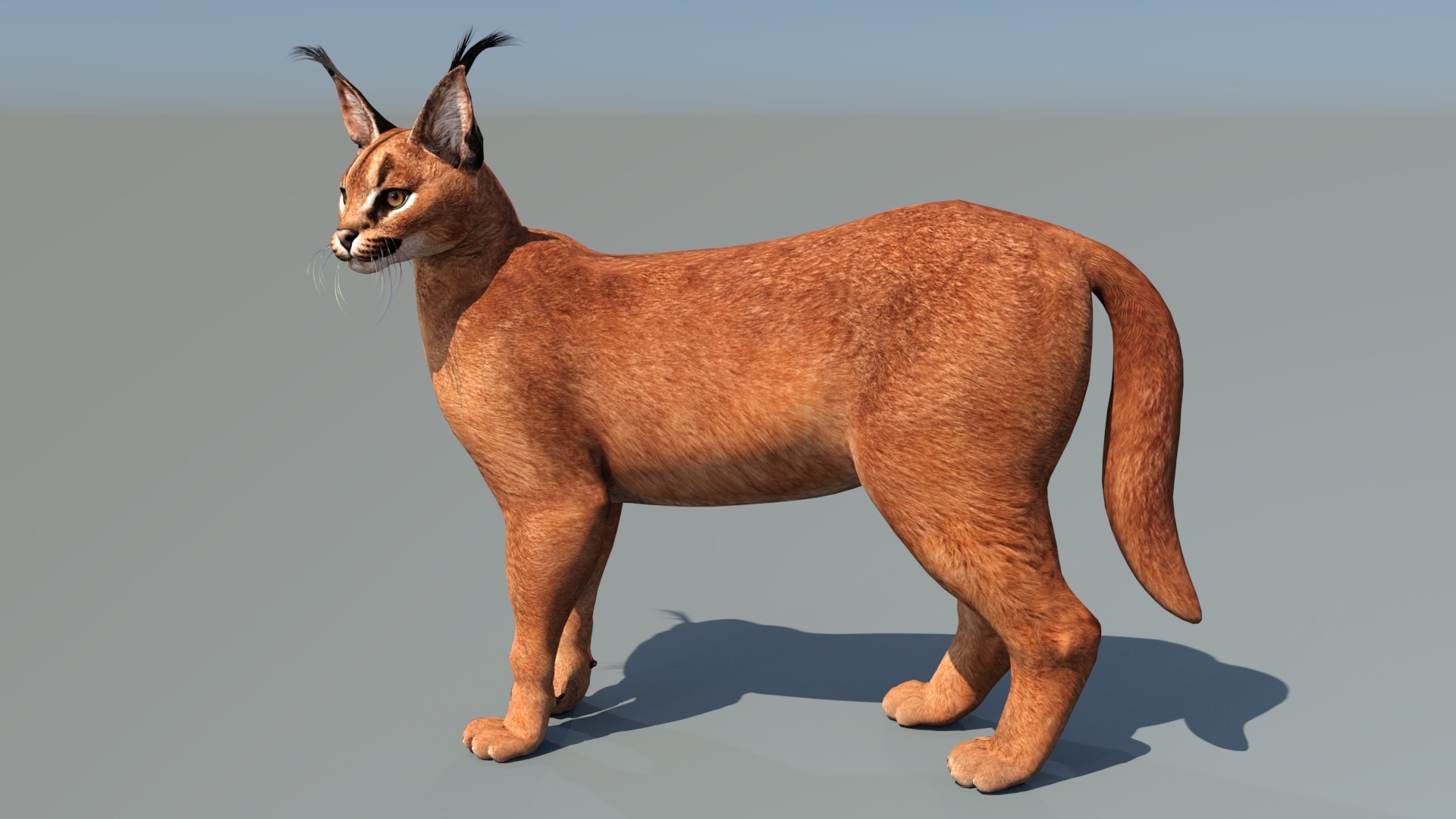 Caracal Rigged 3D model https://p.turbosquid.com/ts-thumb/ZW/FegR8P/1k/caracal3dmodelrigged05/jpg/1685031918/1920x1080/fit_q87/4a8d9cdcafac03dac1c0b7eab7cbd1f7ca90066f/caracal3dmodelrigged05.jpg