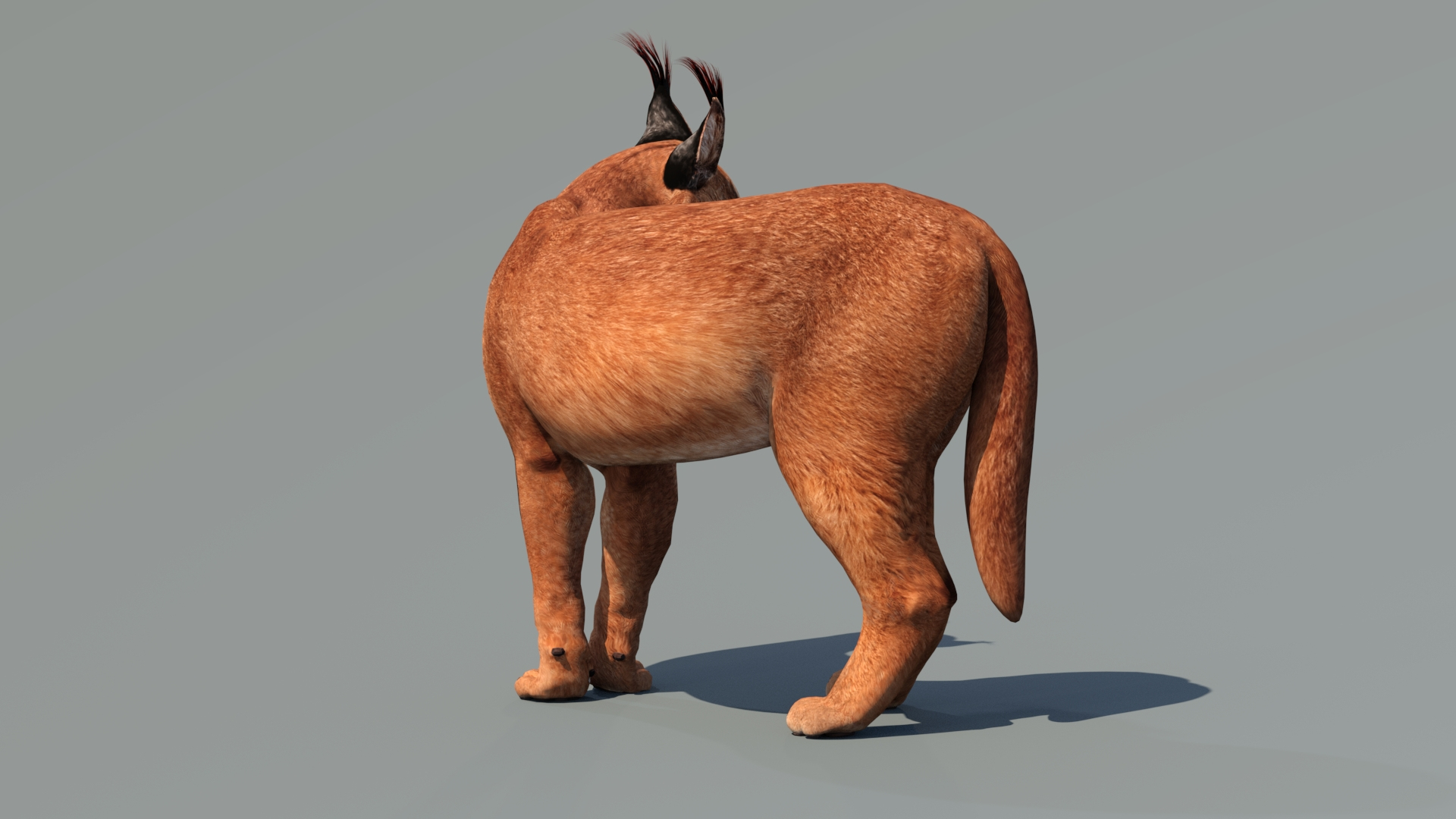 Caracal Rigged 3D model https://p.turbosquid.com/ts-thumb/ZW/FegR8P/27/caracal3dmodelriggedlookuppose/jpg/1685032893/1920x1080/turn_fit_q99/57e3b695027045eaf2d8a0f9e012f15c7c8c2011/caracal3dmodelriggedlookuppose-1.jpg