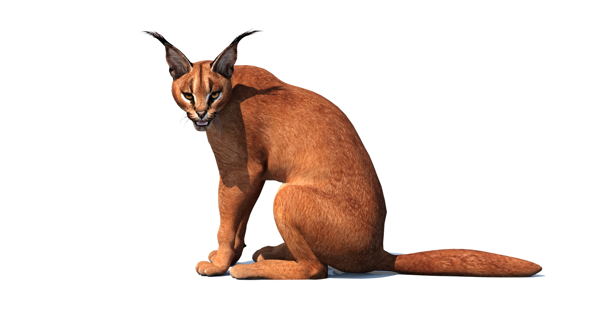 Caracal Rigged 3D model https://p.turbosquid.com/ts-thumb/ZW/FegR8P/LV/caracal3dmodelriggedsittingpose/jpg/1685033106/1920x1080/turn_fit_q99/e0cfde5411e99e356d46db1b2bbba710a14541ae/caracal3dmodelriggedsittingpose-1.jpg