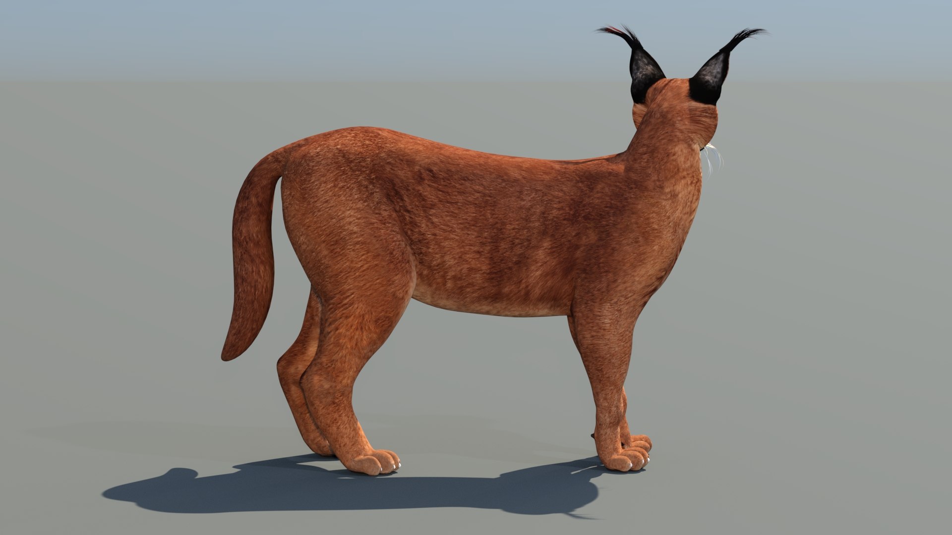 Caracal Rigged 3D model https://p.turbosquid.com/ts-thumb/ZW/FegR8P/Sx/caracal3dmodelrigged06_/jpg/1685031921/1920x1080/fit_q87/0b1f903d20f37eb99971891ddc048d78041fce98/caracal3dmodelrigged06_.jpg