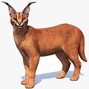 Caracal Rigged 3D model