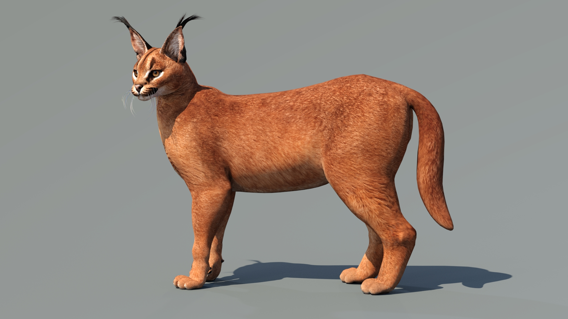 Caracal Rigged 3D model https://p.turbosquid.com/ts-thumb/ZW/FegR8P/Yj/caracal3dmodelrigged/jpg/1685033203/1920x1080/turn_fit_q99/eabc81c9ee2d6015c2ae0e7e514d442cde0b2b33/caracal3dmodelrigged-1.jpg