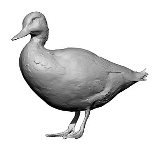 Duck standing (taxidermy)