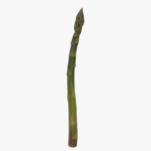 Asparagus 3D model