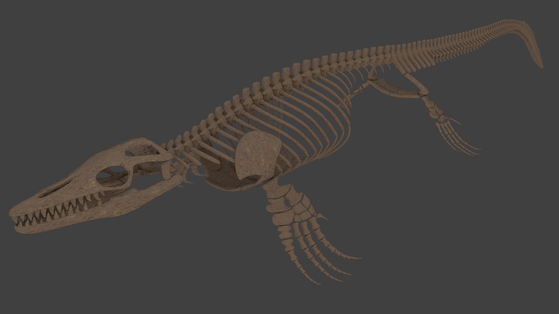 3D Mosasaurus Skeleton Model - TurboSquid 1192564