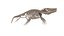 Mosasaurus skeleton