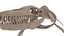 Mosasaurus skeleton
