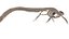 Mosasaurus skeleton