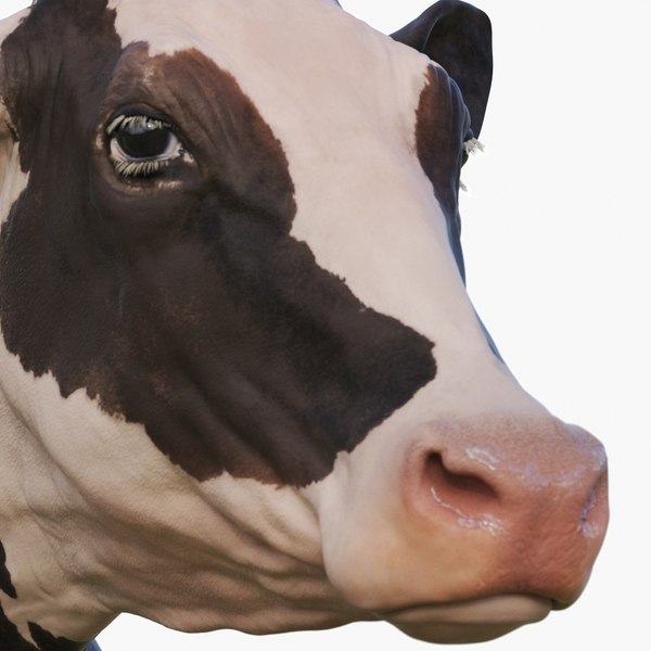 holstein cow zbrush 3D